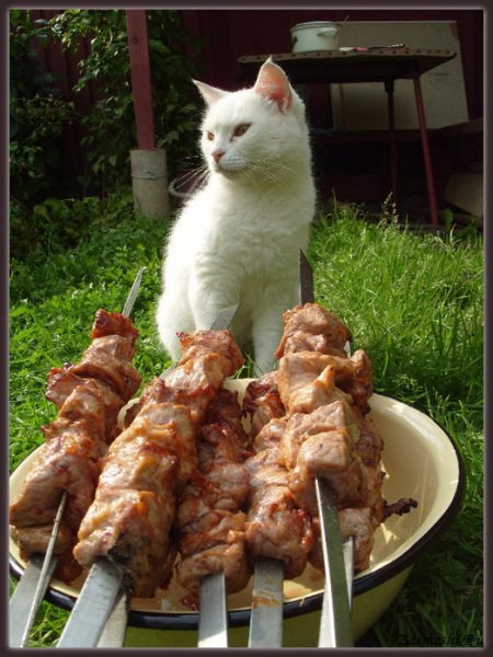 Кот шашлычник
