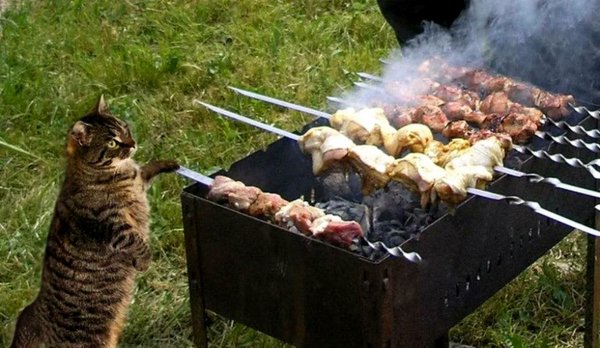 Приколы про шашлыки на природе