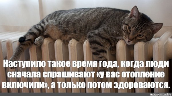 Смешной кот на батарее