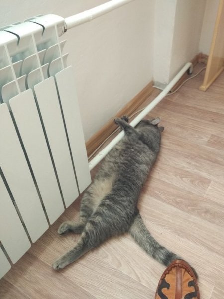 Баян прикол