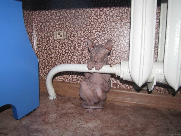 Тепло прикол