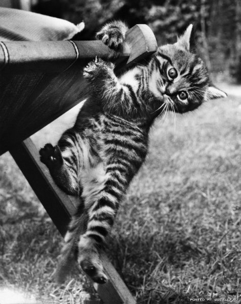 Смешные котята