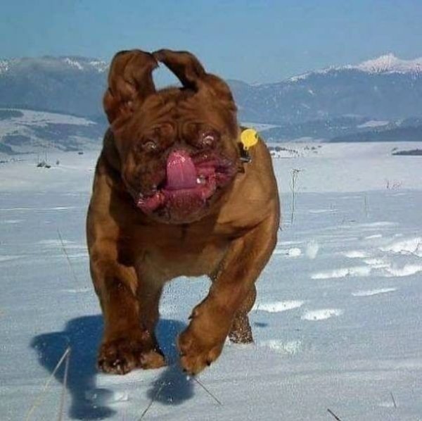 Не бойтесь он не кусается