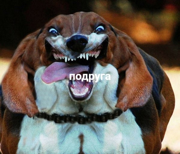 Прикольные ржаки
