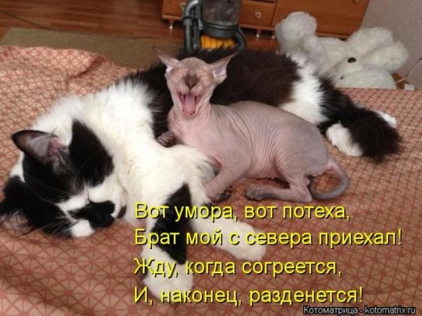 Смешные котоматрицы с надписями