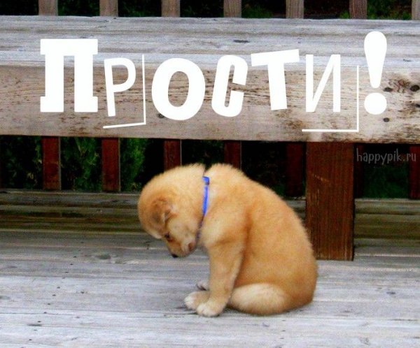 Щенок просит прощения
