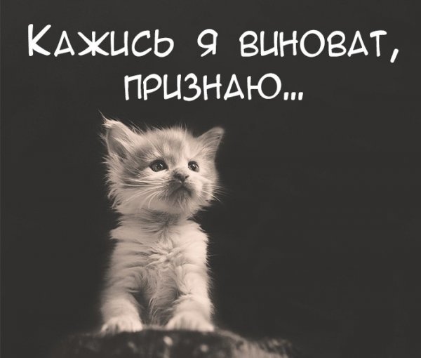 Прикольные извинения