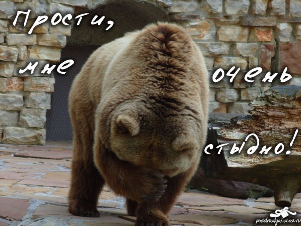 Мишка просит прощения