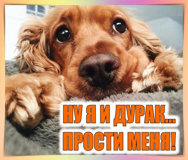 Лапы кокер спаниеля