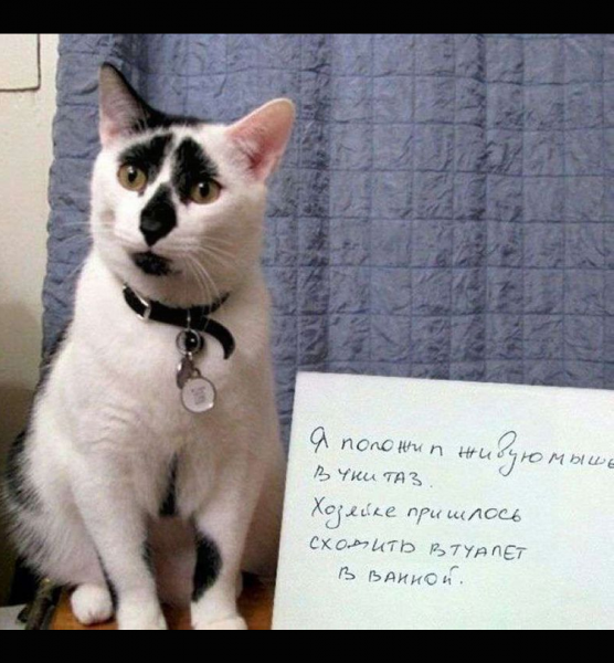 Коты с записками