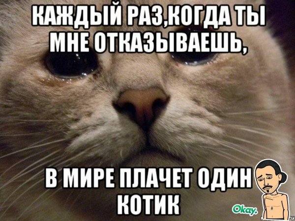 В мире грустит один котик