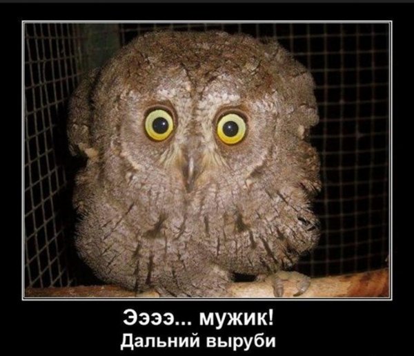 Сова демотиватор