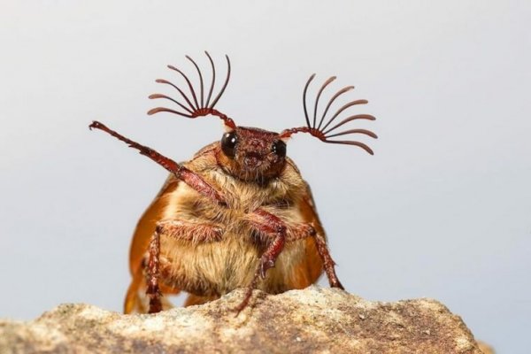 Картинки смешные жуки (50 фото)