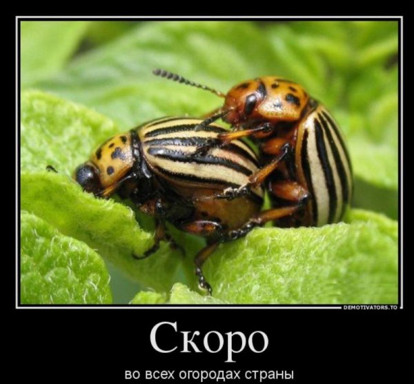 Приколы с насекомыми