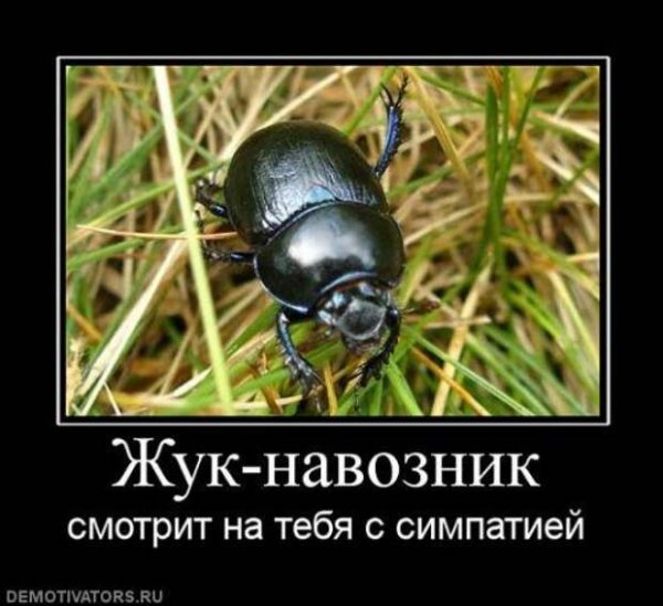 Смешной Жук
