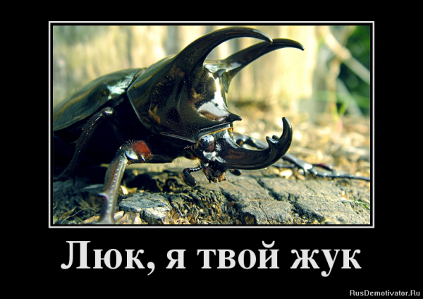 Приколы про Жуков