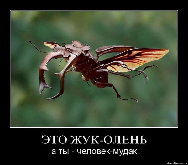 Приколы с насекомыми
