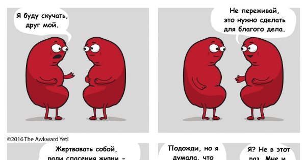 Почка прикол
