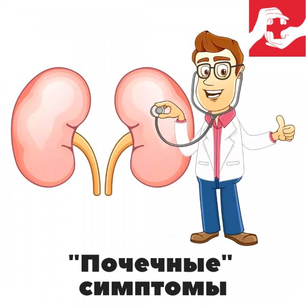 Интересные факты о почках