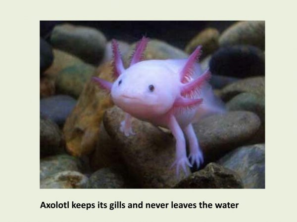 Лунтик это аксолотль или нет