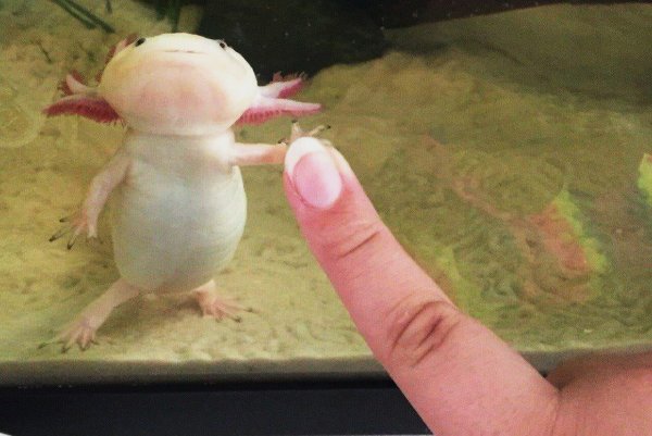 Упоротый аксолотль