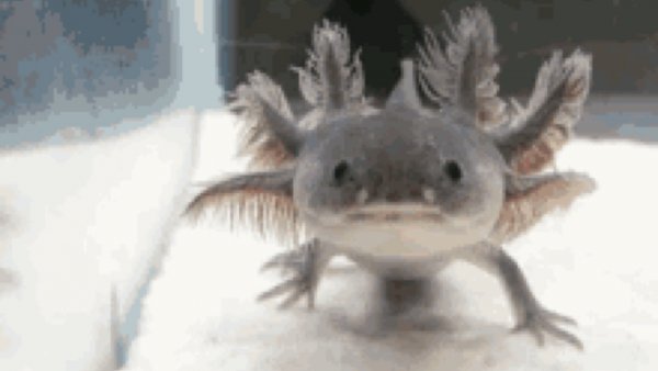 Аксолотль зевает