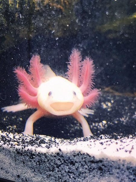 Тритон аквариумный аксолотль