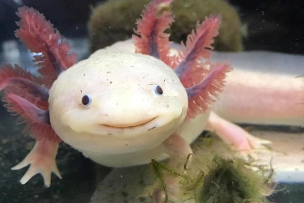 Сочимилько аксолотль