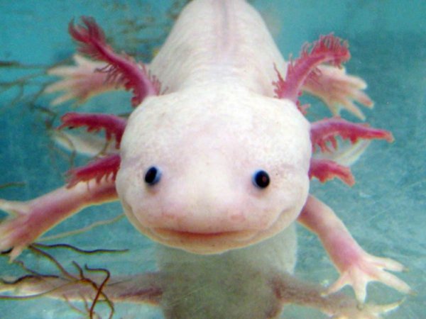 Аксолотль Хордовые