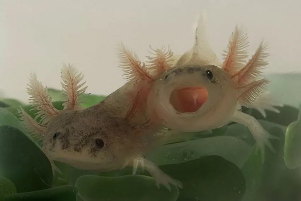 Рыба Лунтик аксолотль