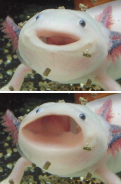 Аксолотль рыцарь