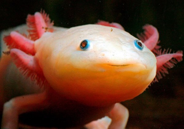 Аксолотль личинка амбистомы