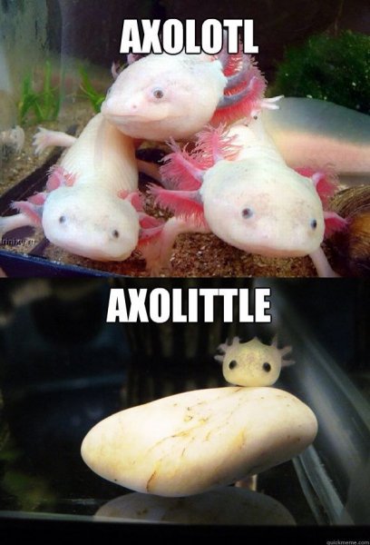 Аксолотль Дрим
