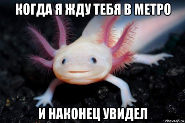 Аксолотль meme