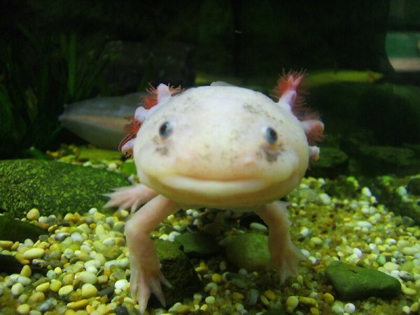 Аксолотль тикр