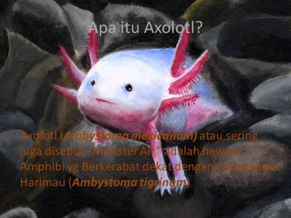 Аксолотль Лунтик черные