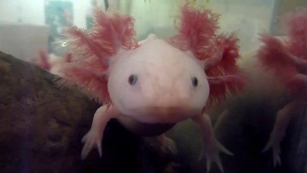 Земноводное аксолотль