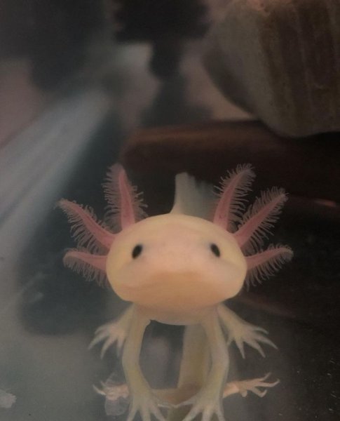 Бейби аксолотль