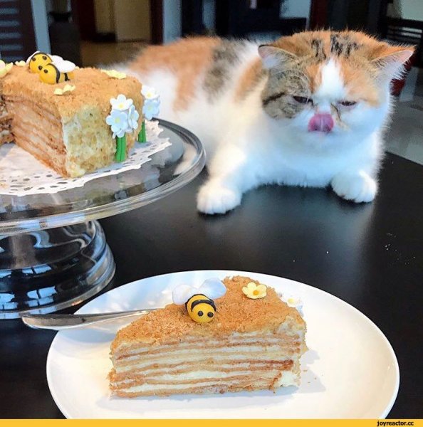 Котик ест тортик