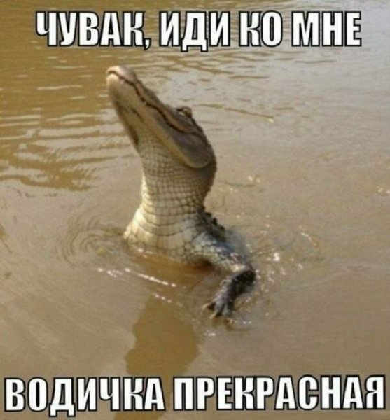 Шутки про крокодила