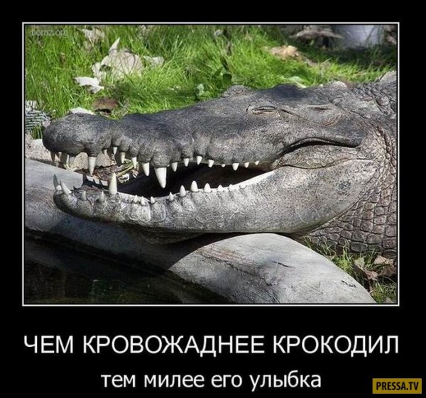 Крокодил прикол