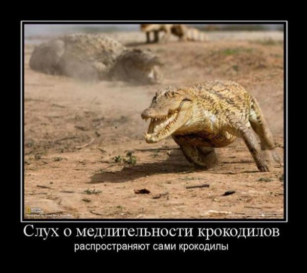 Крокодил демотиватор