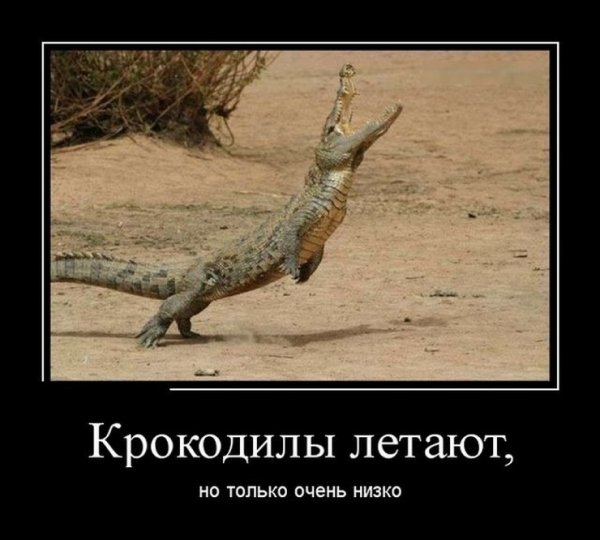 Крокодил демотиватор
