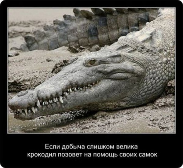 Факты про крокодилов