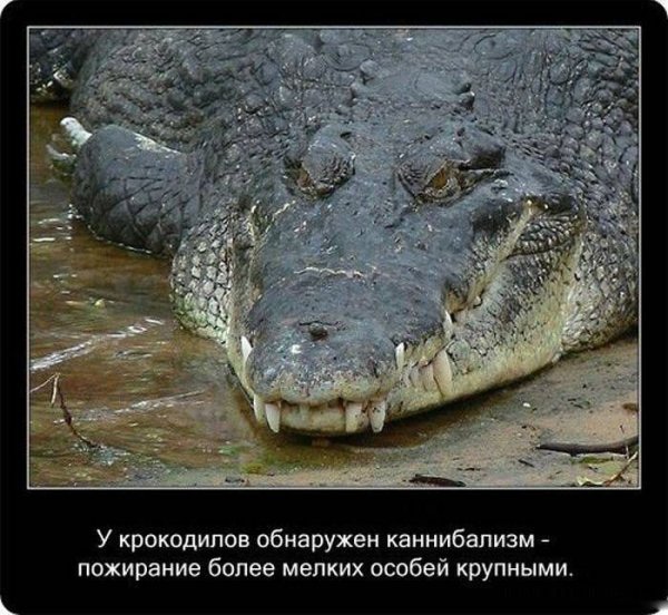 Крокодил интересно