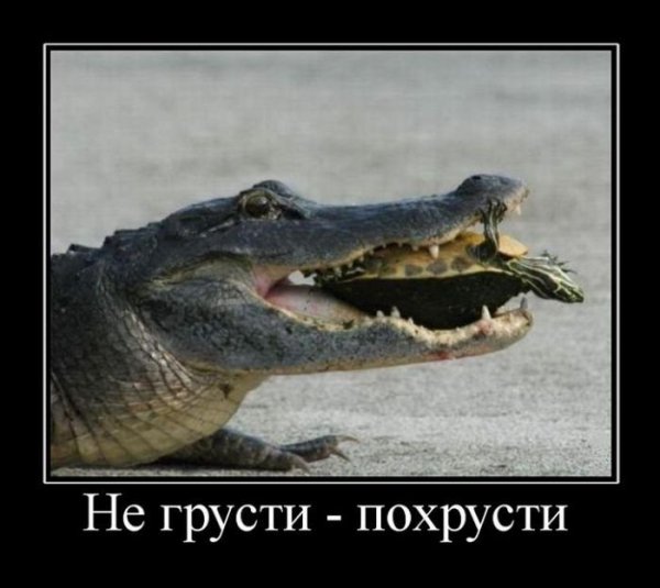 Крокодил демотиватор