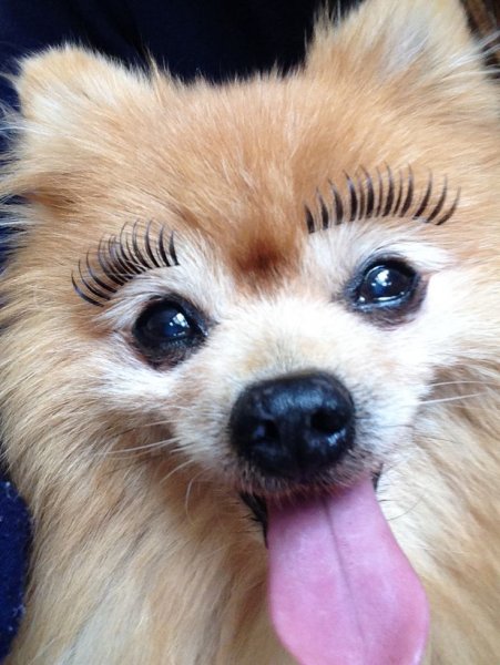 Собачьи ресницы