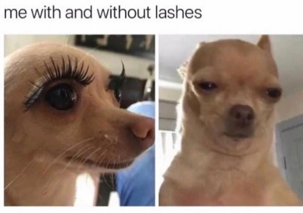 Собачка с ресницами