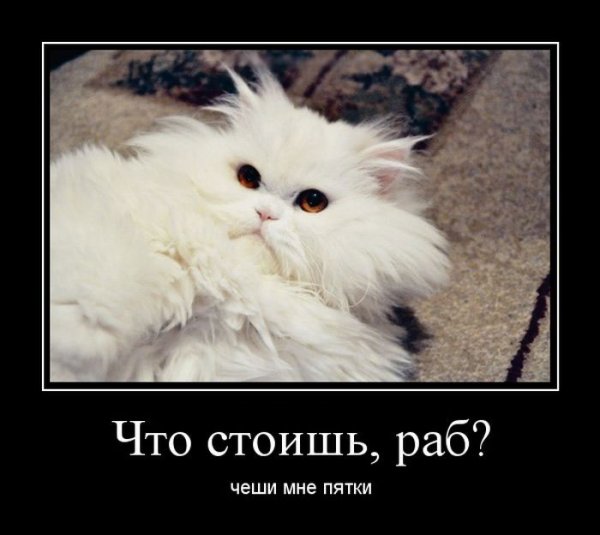 Демотиваторы рабы