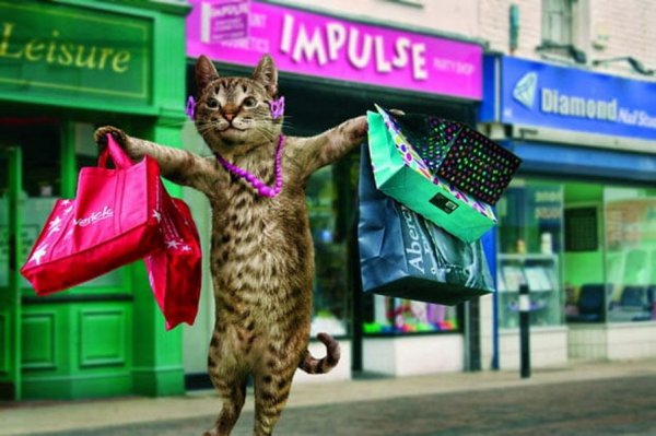 Кот в сумке